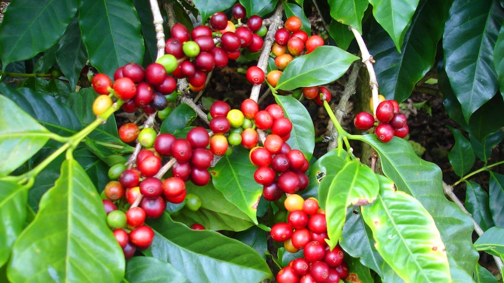 Coffee beans at Doka Coffee Plantation