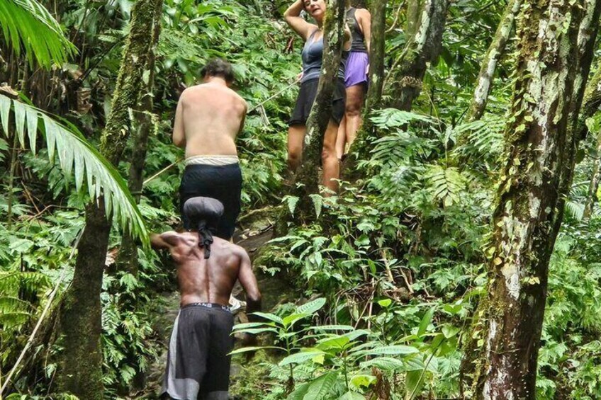 Rainforest Waterfall Hike with Rastafarian Nature Guide