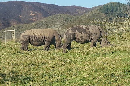 2 Days Garden Route Experience