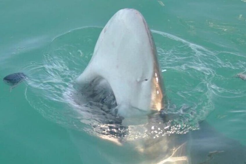 2 Days Garden Route Experience