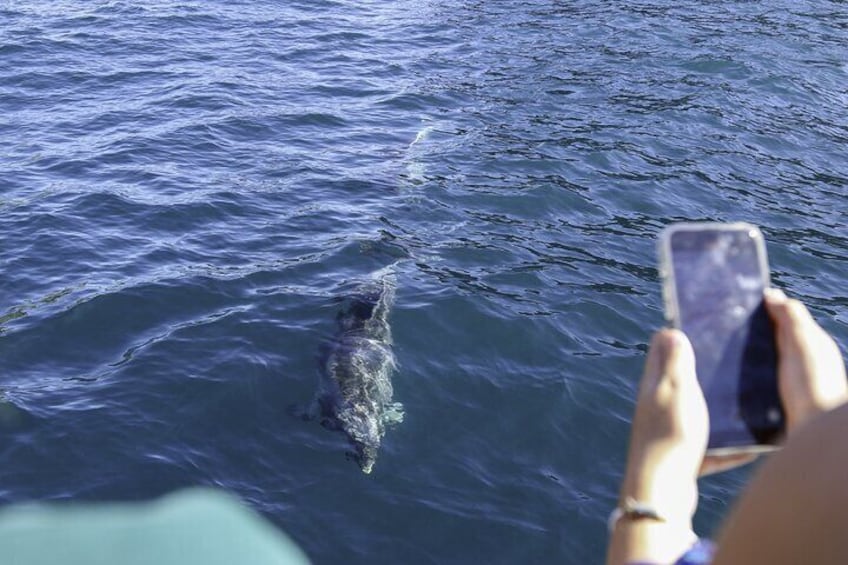 The Original Full day Bay of Islands Cruise with Dolphins 