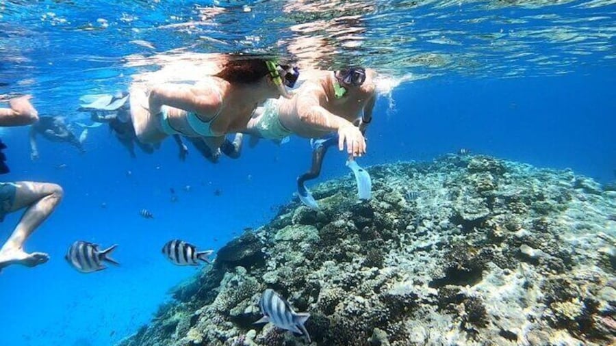 Discover the Magic in Snorkeling Expedition to Dolphin House