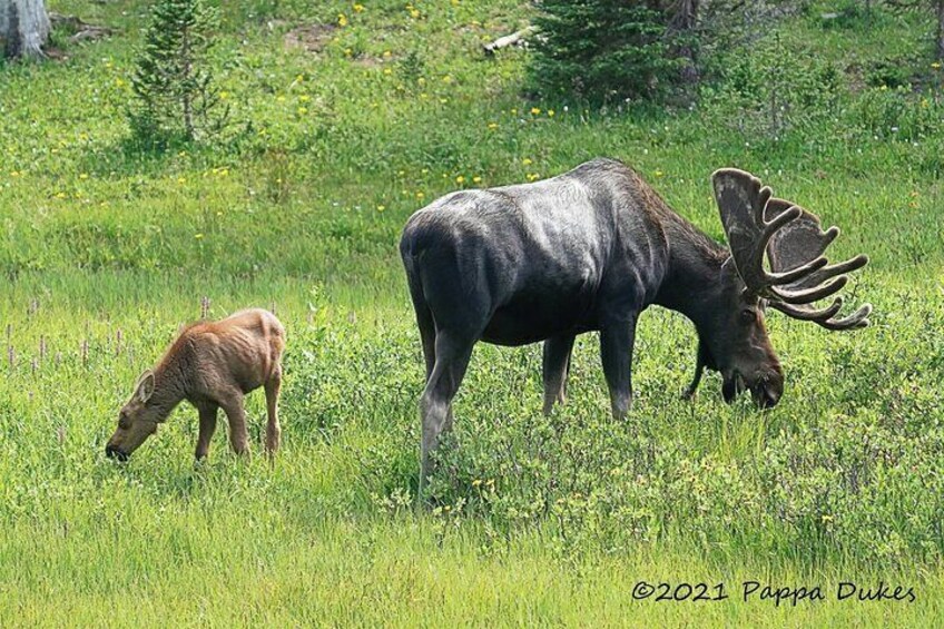 Sunset Photo Tour in the Rocky Mountain National Park