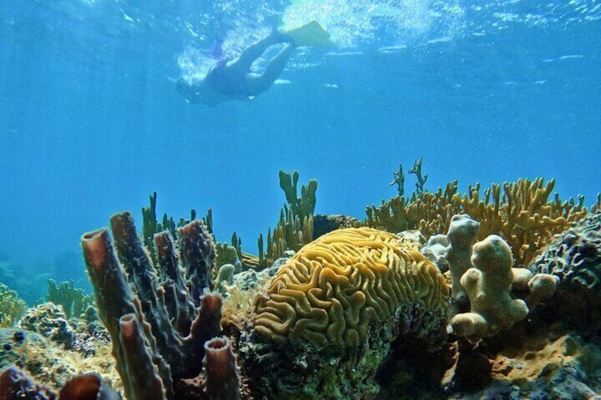 Tamarindo Beach Coral Reef 