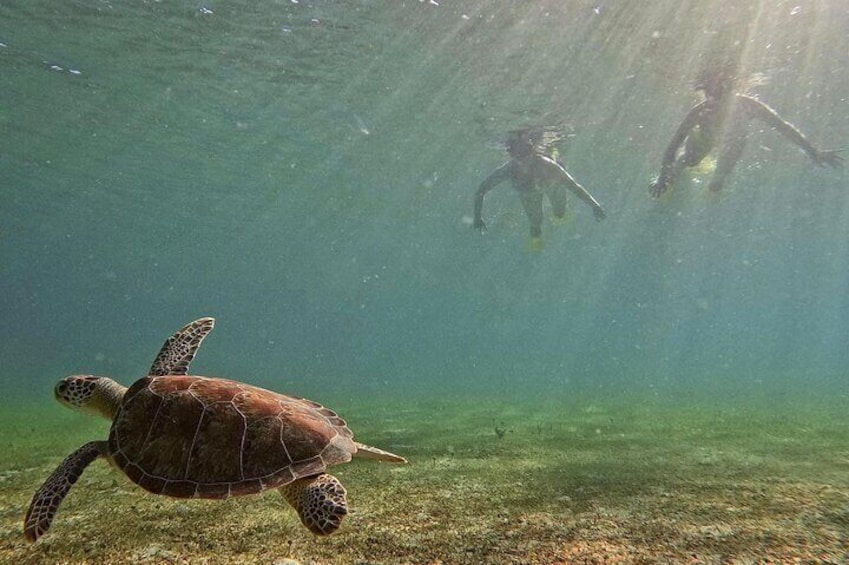 Swim with Sea Green Turtles! Photo album included