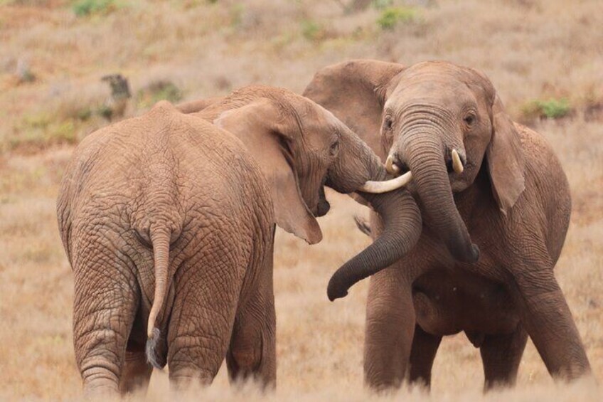 Full-Day Addo Elephant National Park Safari