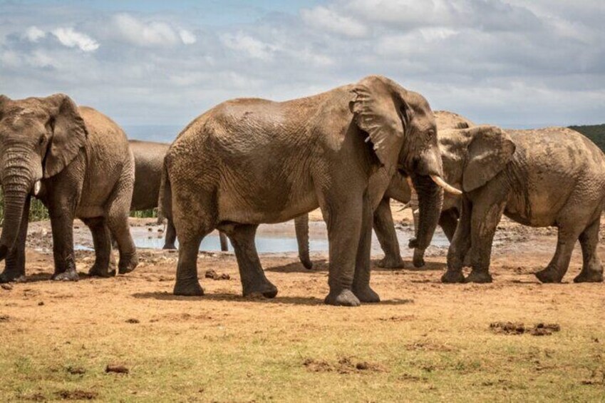 Addo Elephant National Park Full-Day Safari