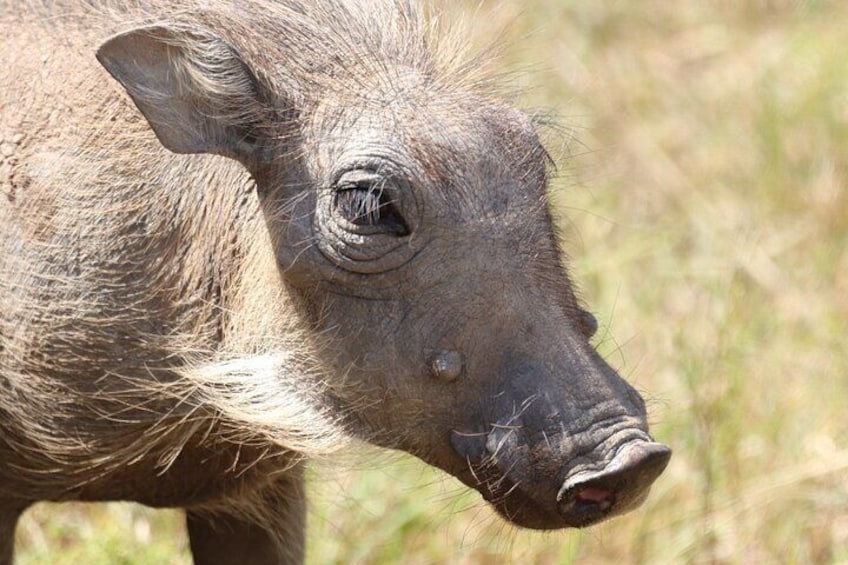 Half-Day Addo Elephant National Park Safari