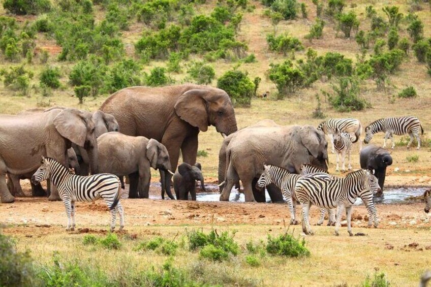 Addo Elephant National Park Half-Day Safari
