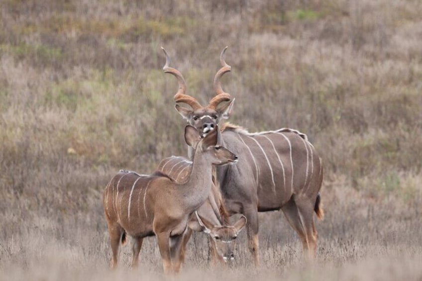 Half-Day Addo Elephant National Park Safari