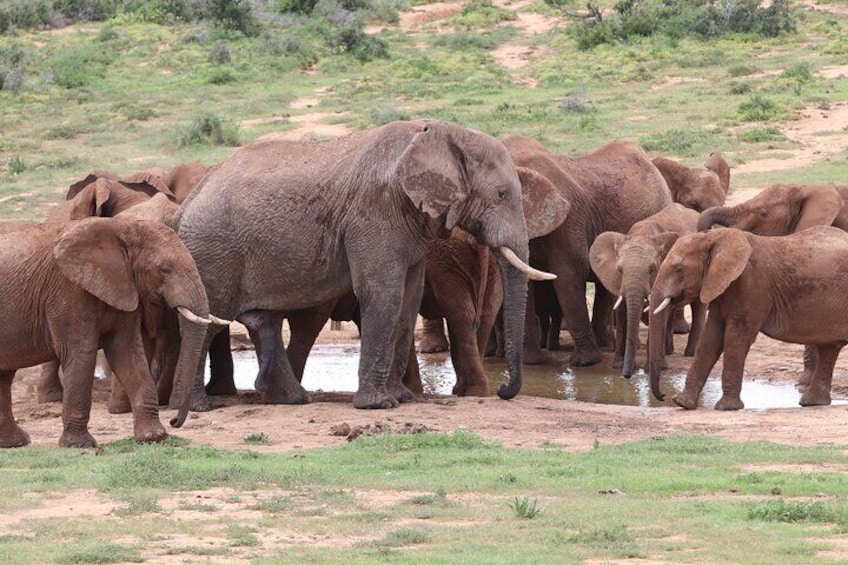 Addo Elephant National Park Half-Day Safari