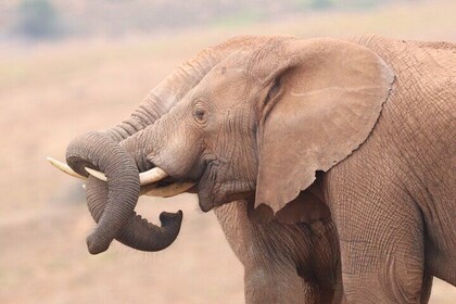 Half-Day Addo Elephant National Park