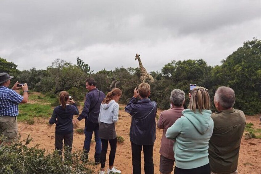 Addo Elephant Park & Giraffe Walk Full-Day Safari