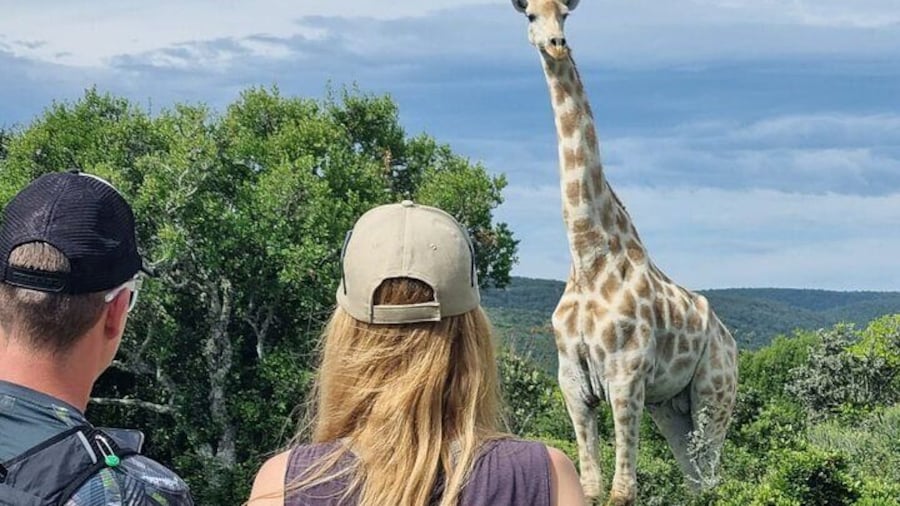 Full-Day Addo Elephant Park & Giraffe Walk Safari