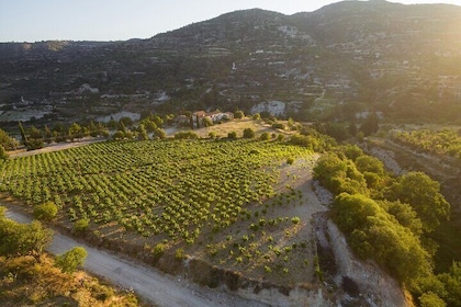 Full Day Private Cyprus Wine Tour from Alaminos