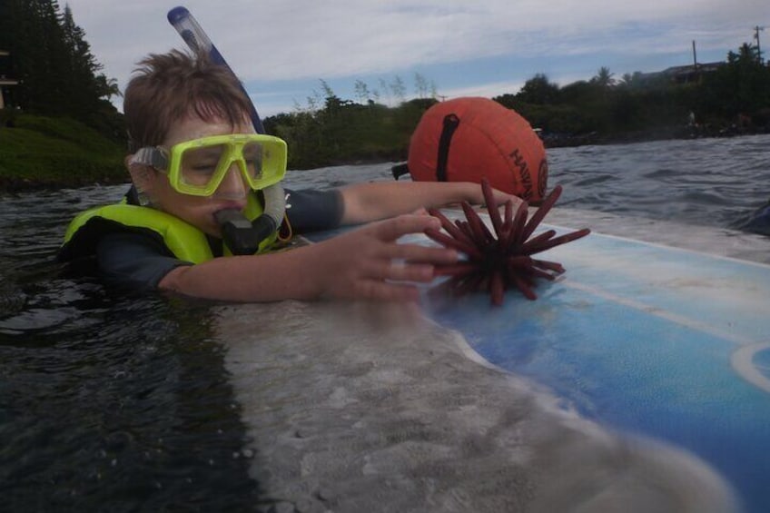 Private Group Snorkel Adventure on Tropical Reef with Sea Turtles