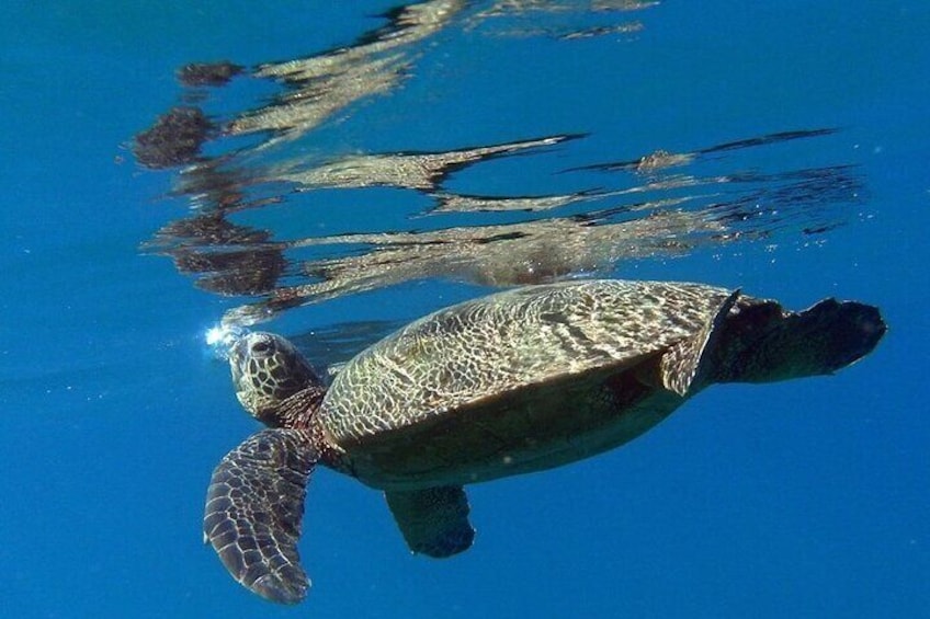 Honu Experience