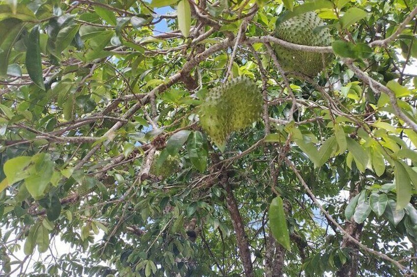 The fruit hated by a boxer Soursop