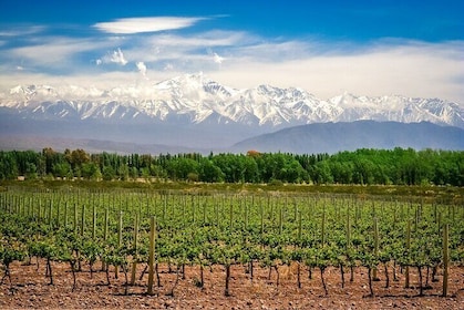 Full-Day Private Luján De Cuyo Wine Tour from Mendoza