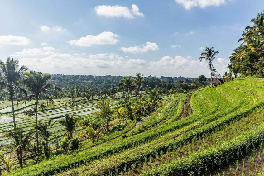 Picture 5 for Activity West Bali: Jatiluwih Rice Terrace and Tanah Lot Tour