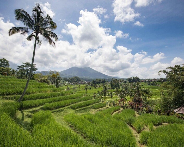 Picture 6 for Activity West Bali: Jatiluwih Rice Terrace and Tanah Lot Tour