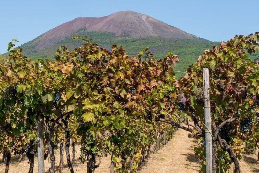 Pompei and Mount Vesuvius Wine Tasting Private Tour from Salerno