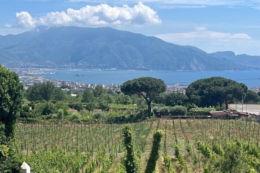 Visit of Pompei and Wine Tasting with Lunch from Salerno