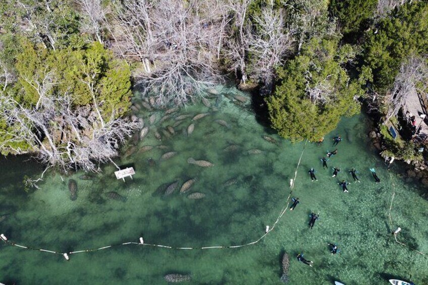 3 hours Manatee Swim Tour in Florida