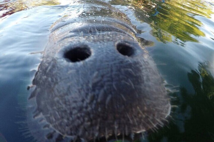 3 hours Manatee Swim Tour in Florida