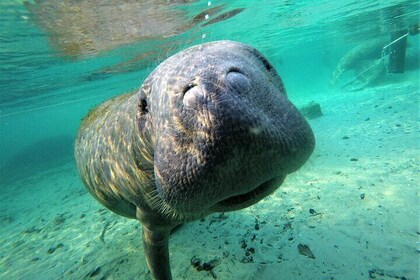 3 hours Manatee Swim Tour in Florida