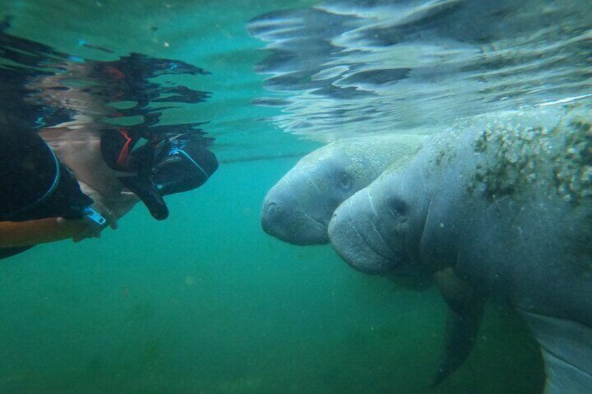 3 hours Manatee Swim Tour in Florida