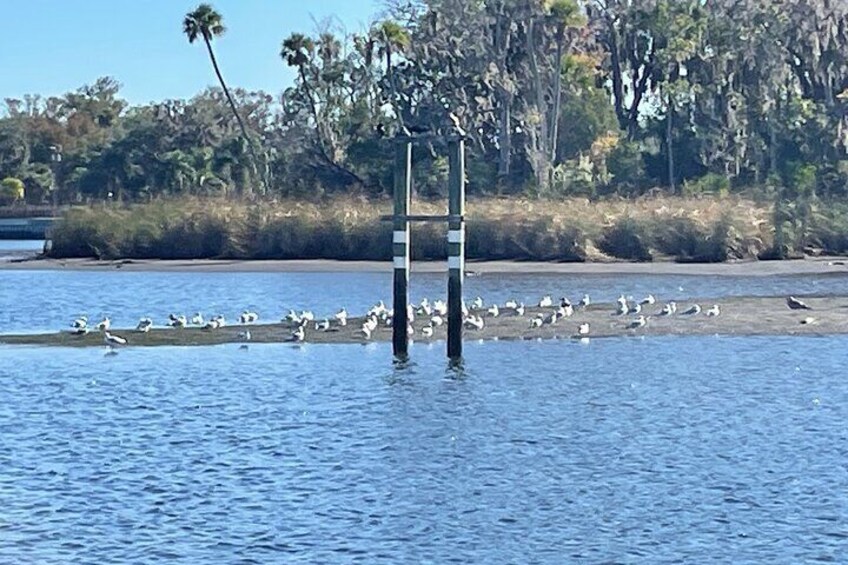 Kings Bay Manatee Watching Cruise