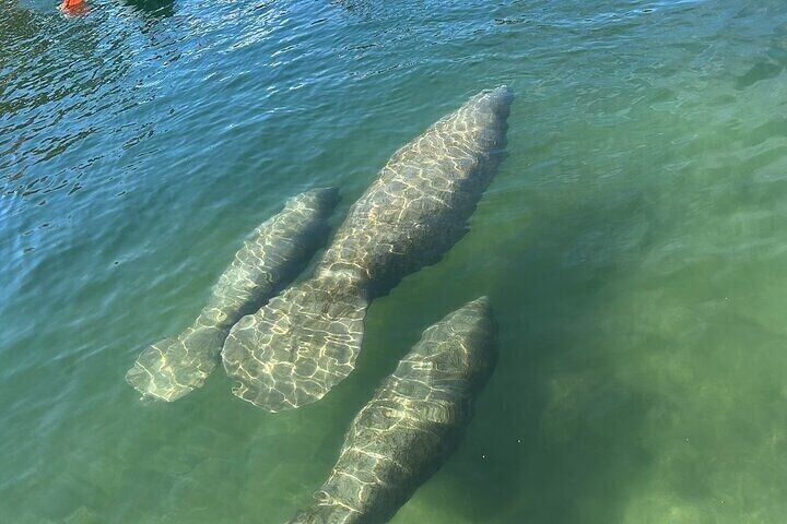 Kings Bay Manatee Watching Cruise