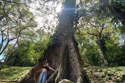 Bonampak Archaeological Zone and Walk in the Lacandona Jungle