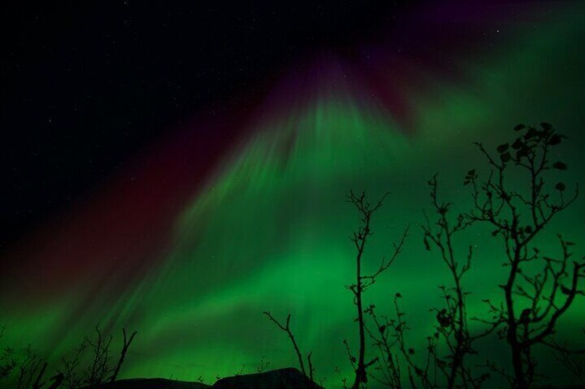 Northern Lights Tour with Hot Food and Drinks in Tromso