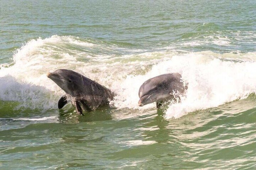 10000 Islands Everglades Boat Tour 