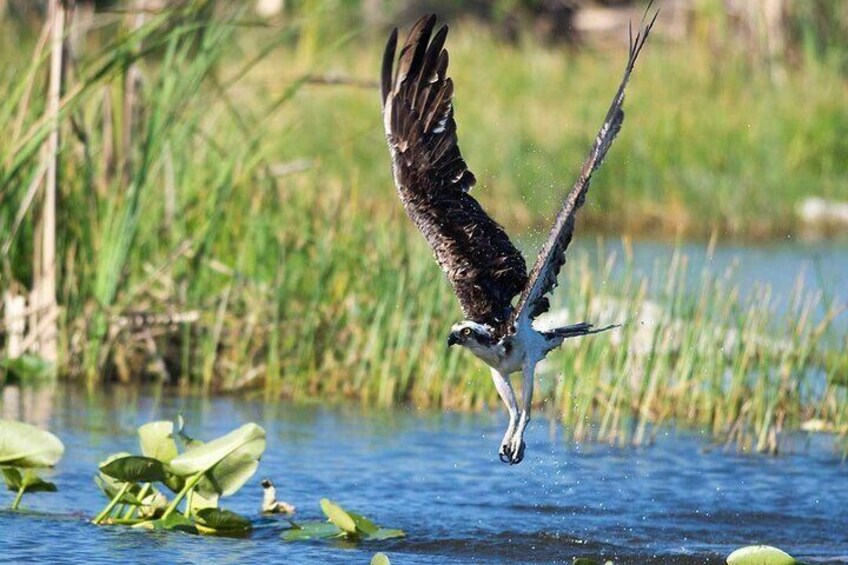 10000 Islands Everglades Boat Tour 