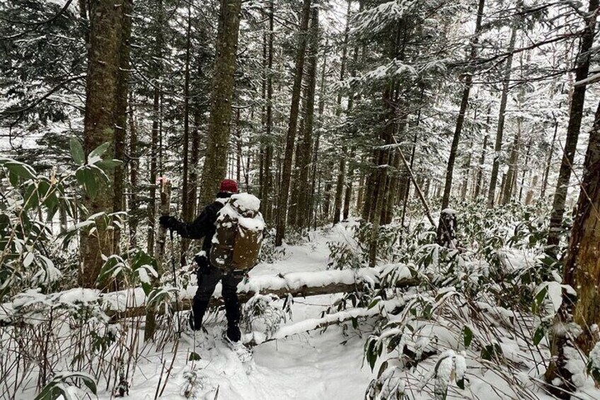 Full Day Snowshoeing Adventures.