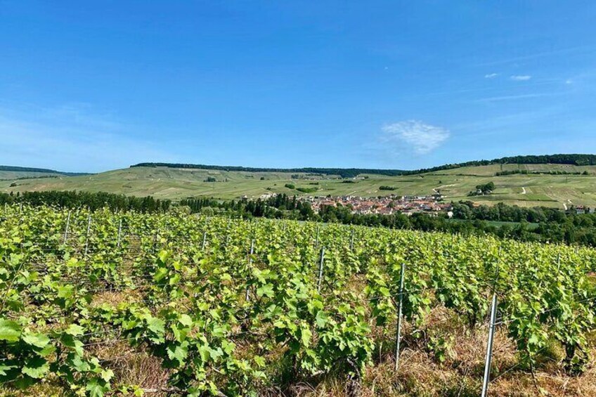 Champagne vineyards