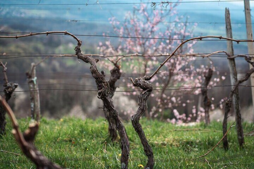 Vipava Valley Wine Express Tour From Ljubljana