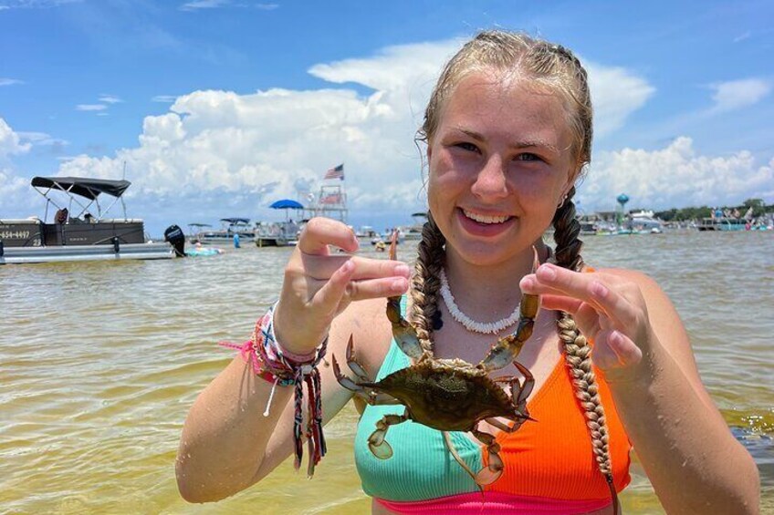 Crab island at Low tide, come find blue crabs and hermit crabs!