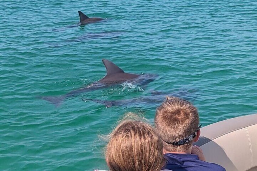 3 Hour Crab Island and Dolphin Cruise from Destin 