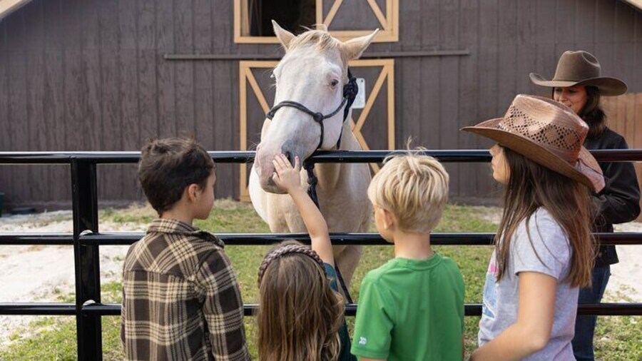 Horse Petting