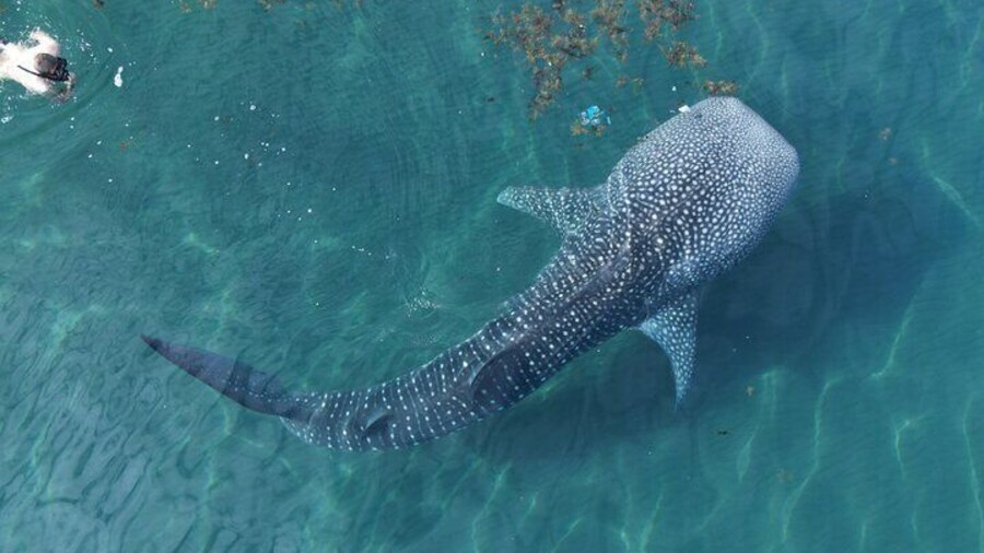 Whale Shark Adventure with a Marine Biologist