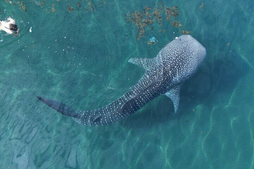 Whale Shark Adventure with a Marine Biologist