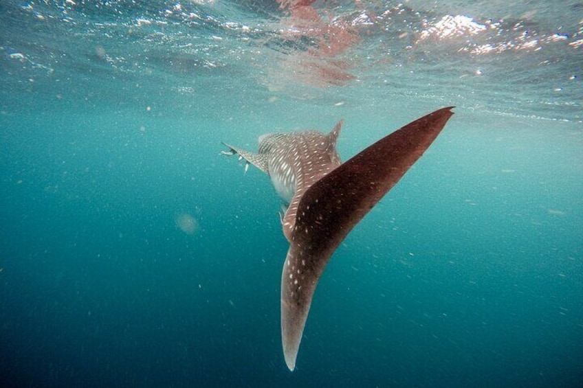 Whale Shark Adventure with a Marine Biologist