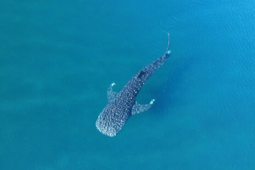 Whale Shark Adventure with a Marine Biologist