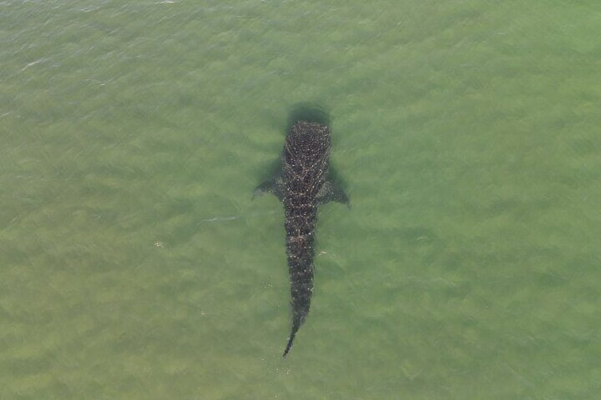 Whale Shark Adventure with a Marine Biologist