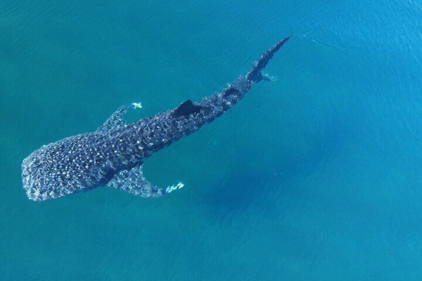 Whale Shark Adventure with a Marine Biologist