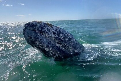 Whale Watching Tour in La Paz